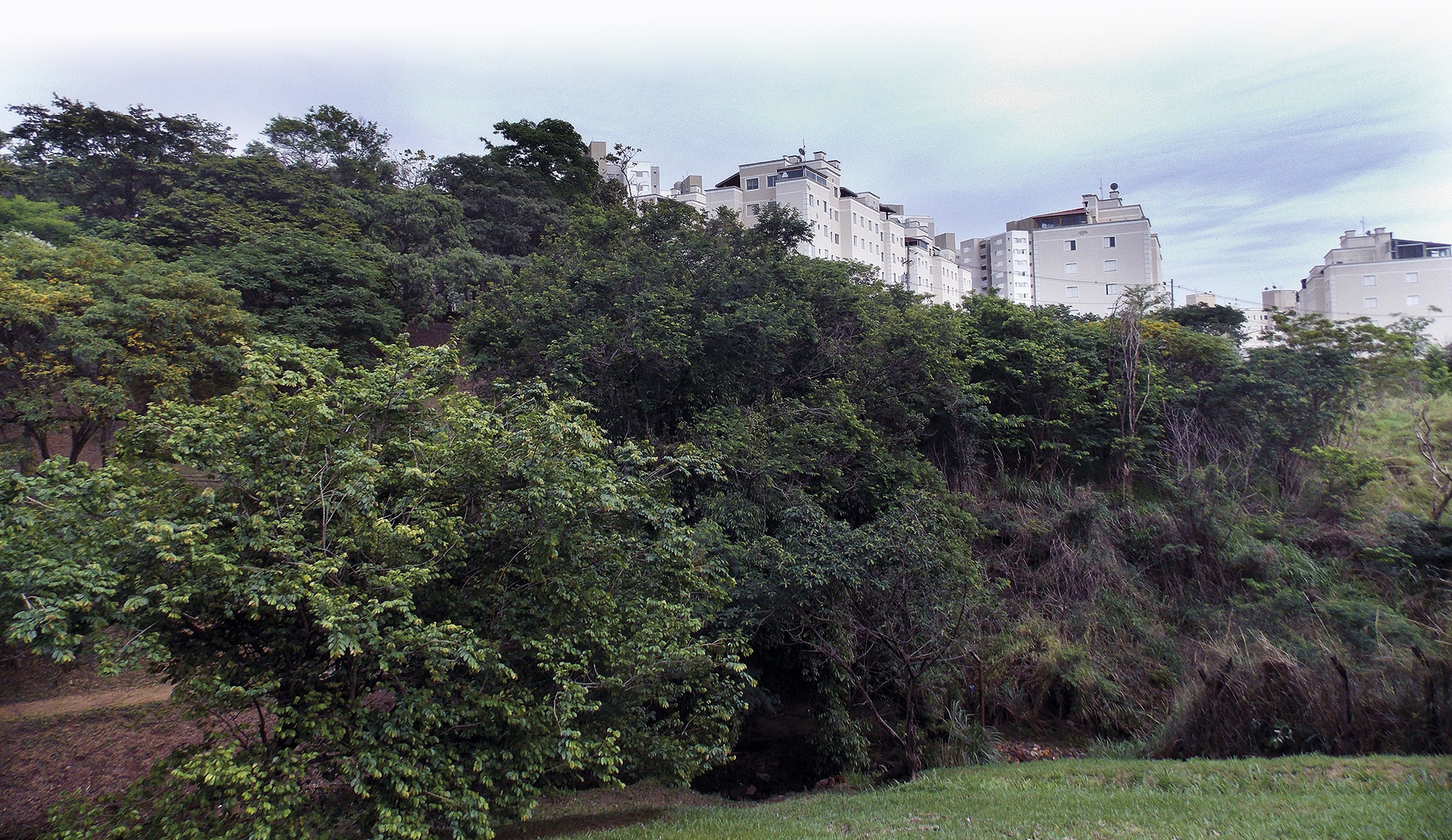 A foto mostra uma área de mata com bastante vegetação em primeiro plano, incluindo árvores de diferentes tamanhos e tons de verde.

Na parte superior da imagem, ao fundo, aparecem vários prédios residenciais claros (tons de bege/branco), que contrastam com a área verde à frente. O céu está nublado, com nuvens que sugerem tempo encoberto ou possibilidade de chuva.

A cena traz um contraste entre o espaço urbano (prédios) e o ambiente natural (mata).