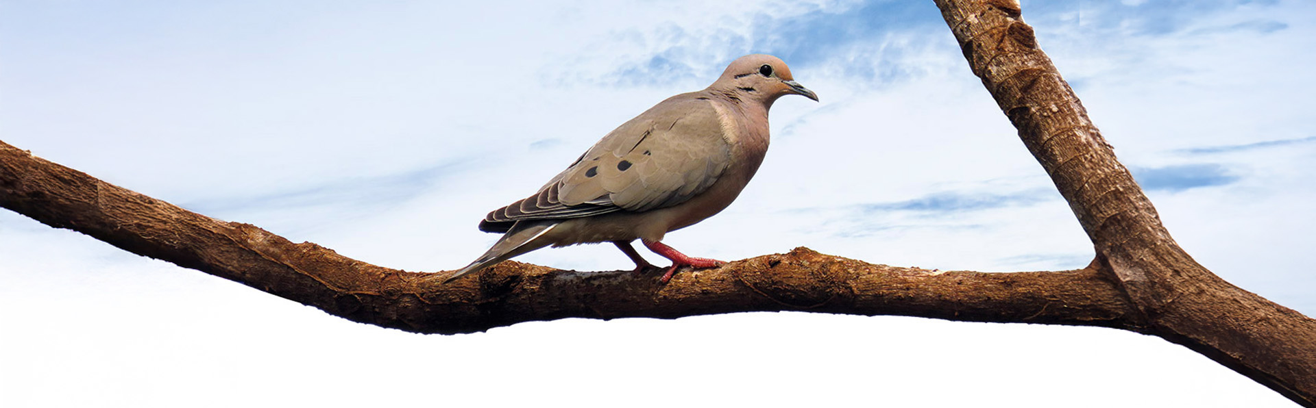 A avoante, uma das espécies estudadas: metodologia envolveu registrar todas as aves vistas e ouvidas em um determinado ponto