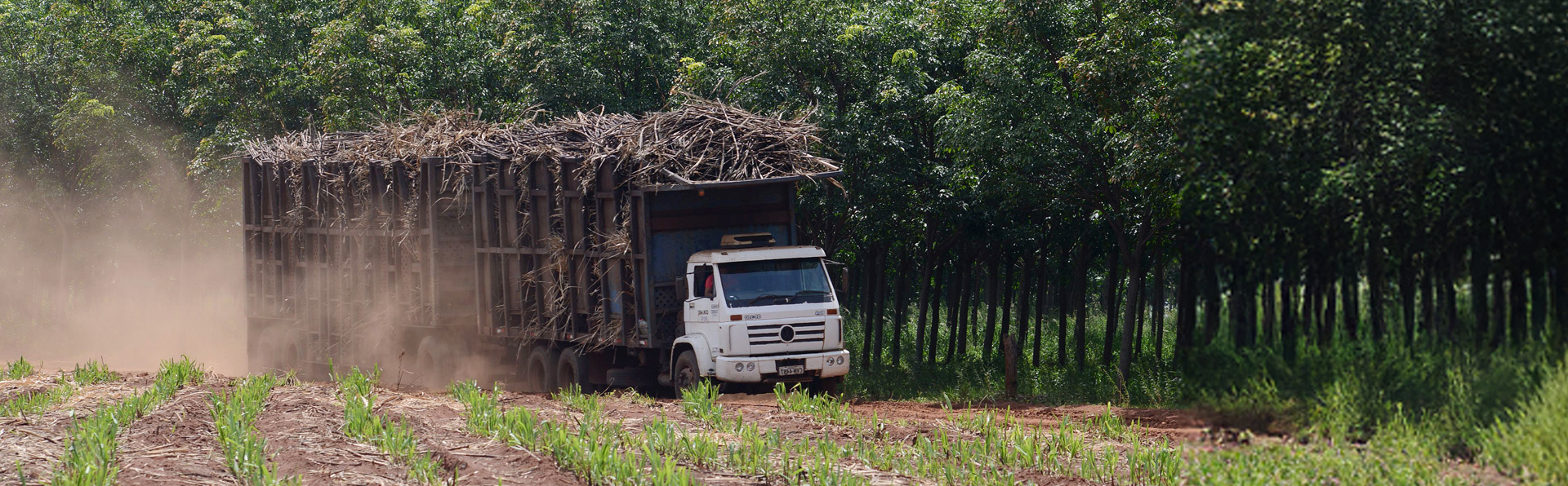 A imagem mostra um caminhão transportando cana-de-açúcar