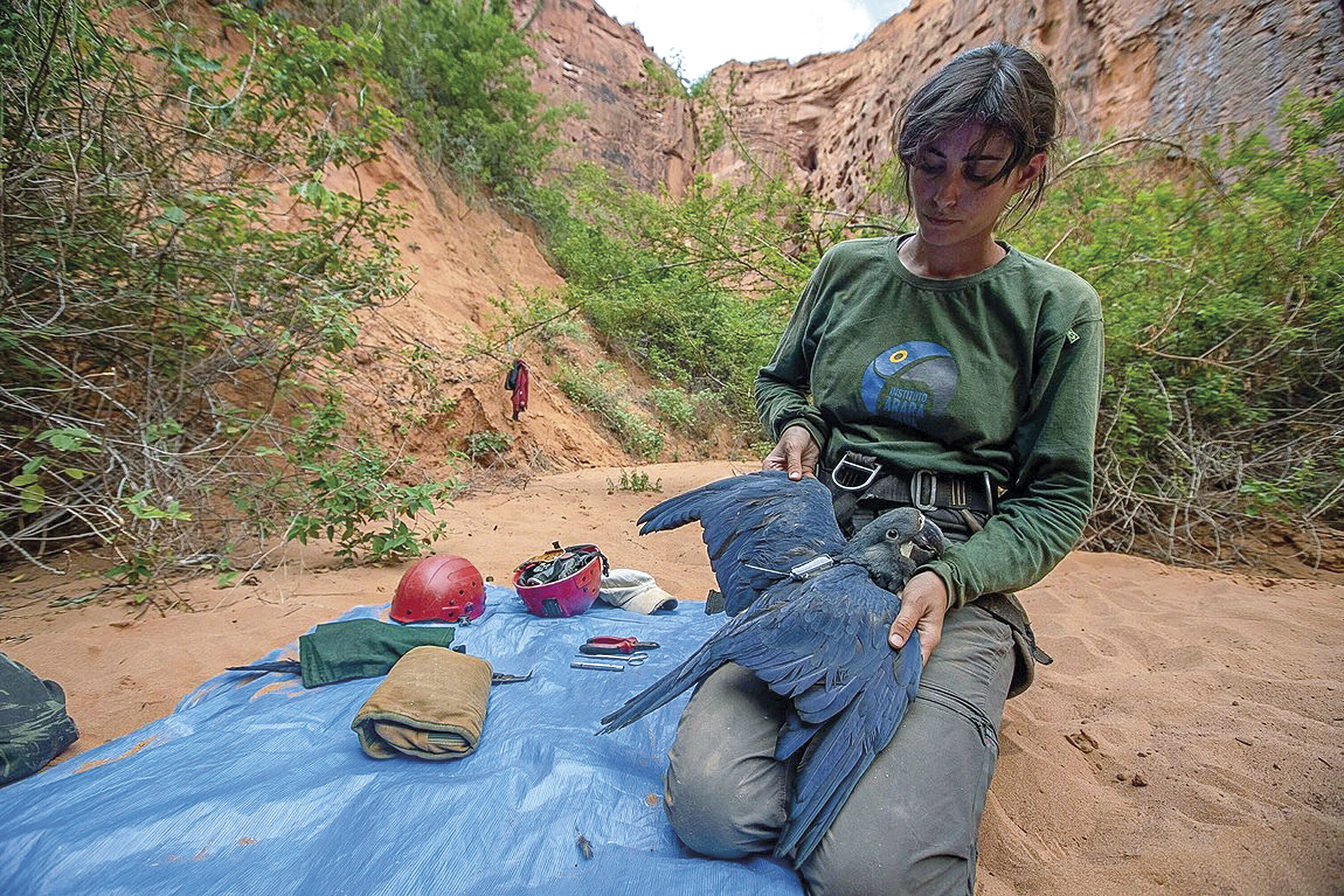 Em um cenário ao ar livre, no fundo de um cânion de areia com paredões de rocha avermelhada e vegetação esparsa, uma mulher está ajoelhada sobre uma lona azul estendida no chão.

Ela segura cuidadosamente em seu colo uma arara grande de plumagem azul-escura. A ave está de costas, revelando um pequeno aparelho de rastreamento preso ao seu dorso. A mulher, com cabelos escuros na altura dos ombros, veste uma camisa verde de manga comprida com um logotipo no peito e calças de trabalho. Sua expressão é de total concentração na tarefa que realiza com a ave.

Ao redor dela, sobre a lona, há diversos equipamentos de campo, incluindo um capacete de escalada vermelho, luvas grossas e ferramentas, indicando uma atividade de pesquisa ou conservação na natureza.