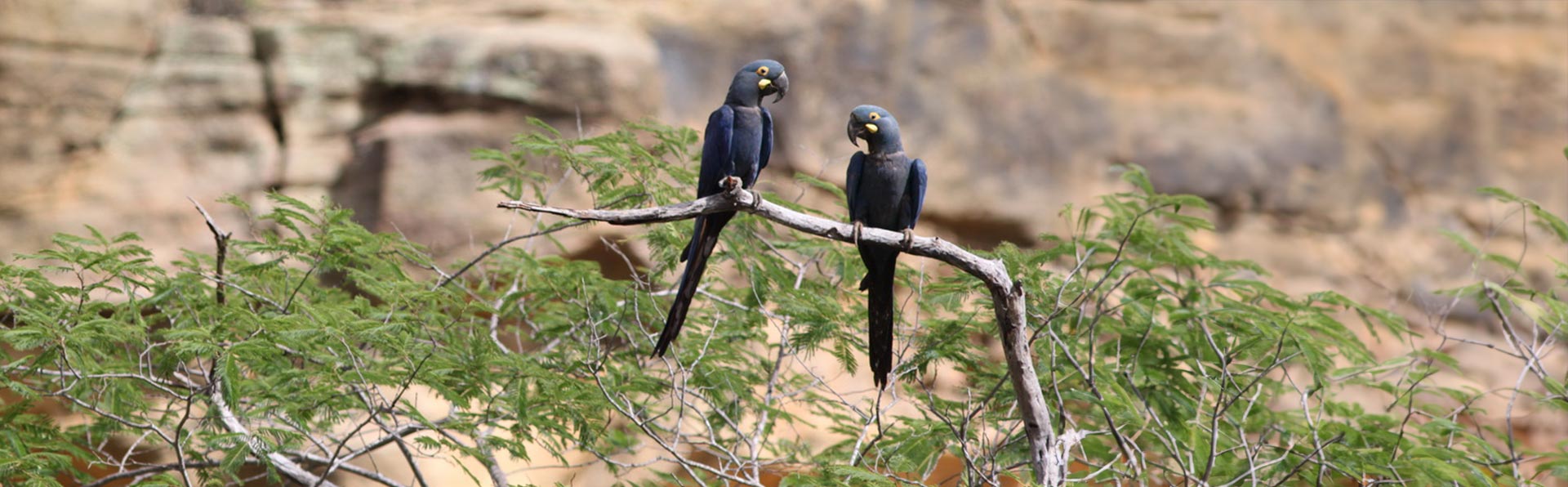 Copy-of-arara-baixa-do-chico_EricaPacifico-(Foto-de-Grupo-de-Pesquisa-e-Conservação-da-Arara-azul-de-lear-capa