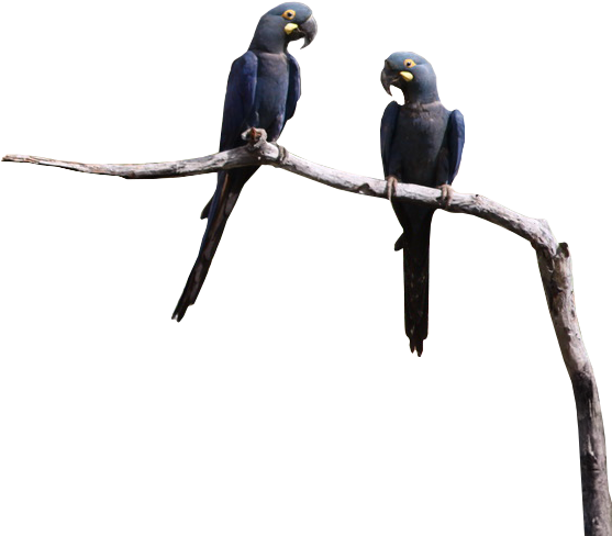 Em um fundo claro e rochoso, duas araras de plumagem azul-escura estão pousadas lado a lado em um galho de árvore seco. As aves, de grande porte, têm bicos pretos e curvos e uma pequena mancha amarela ao redor dos olhos. Elas estão viradas uma para a outra, como se estivessem interagindo.