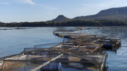 Produto natural acelera crescimento e promove saúde da tilápia