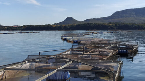Produto natural acelera crescimento e promove saúde da tilápia