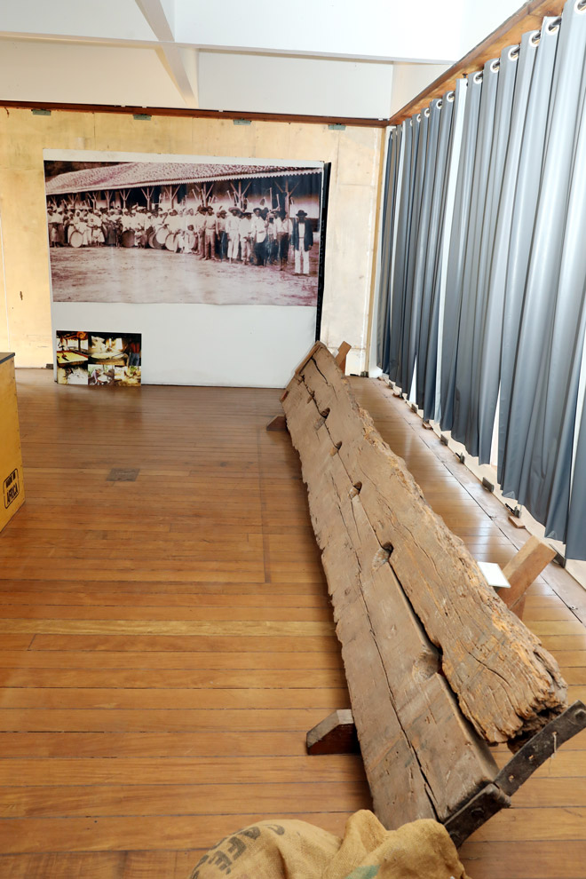 Tronco preservado em exposição na Casa de Vidro do Museu da Cidade 
