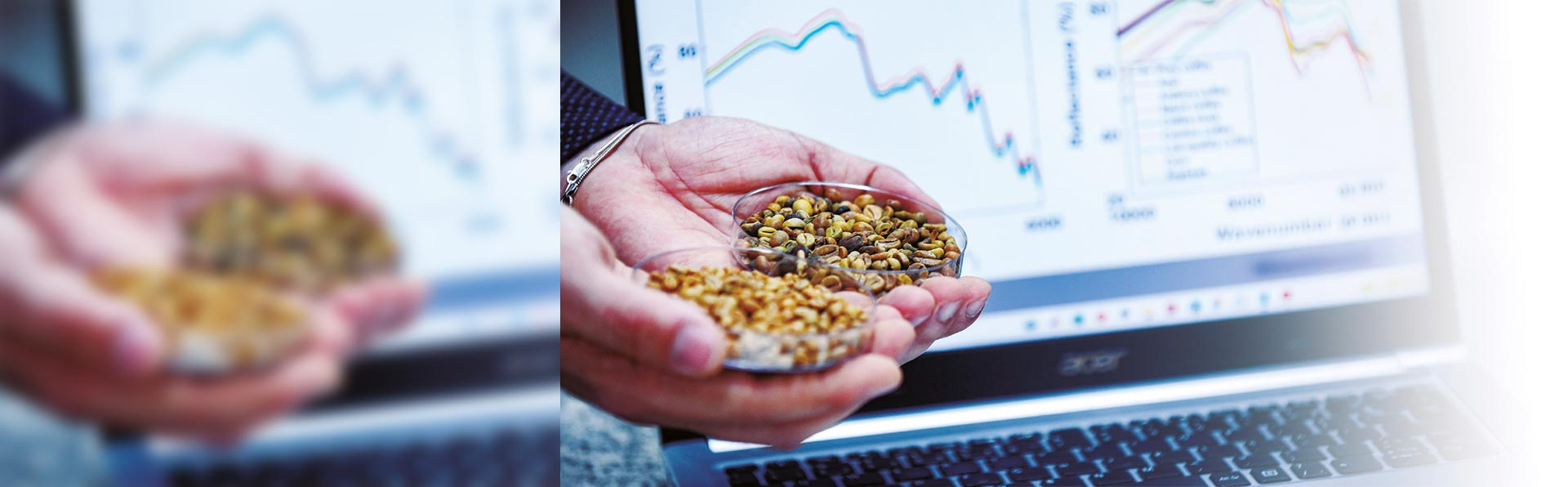 Esta é uma fotografia em close-up com foco nas mãos de uma pessoa, possivelmente um cientista ou técnico de laboratório. As mãos seguram duas pequenas placas de Petri (recipientes redondos e transparentes), cada uma contendo amostras de grãos, que se assemelham a grãos de café crus (verdes). Ao fundo, a tela de um laptop aberto exibe gráficos com linhas coloridas, indicando a análise de dados científicos relacionados às amostras. A imagem tem uma iluminação clara e um aspecto profissional, sugerindo um processo de controle de qualidade, pesquisa ou análise tecnológica de produtos agrícolas. A composição une o elemento natural (os grãos) com a tecnologia (a análise de dados no computador).