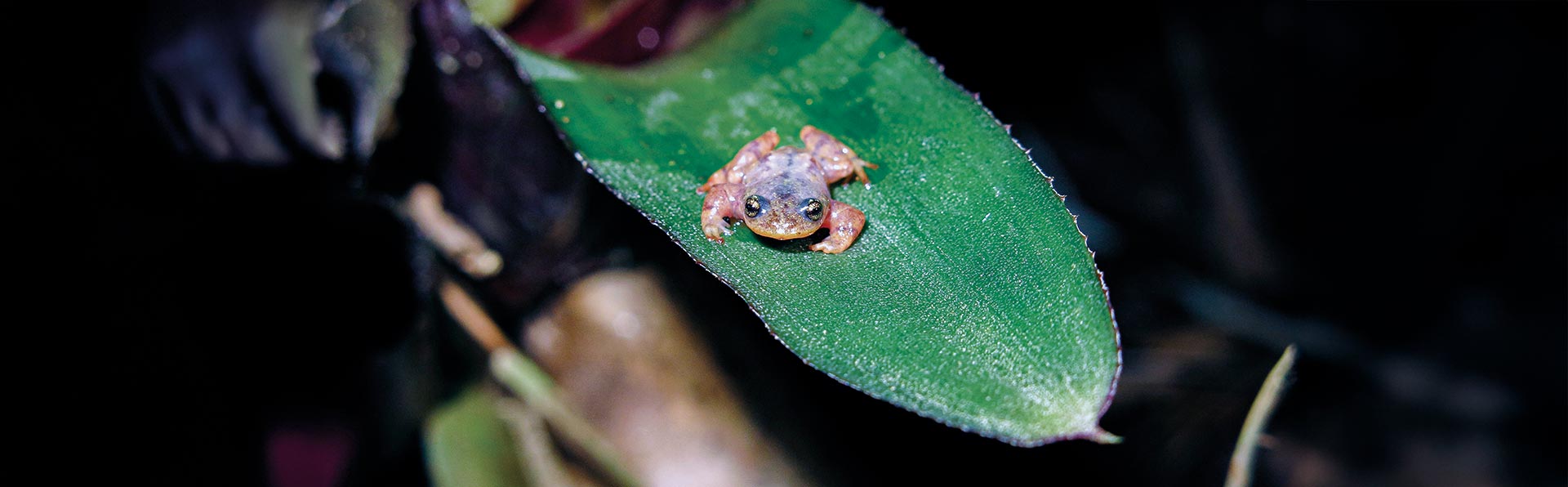 Em uma foto panorâmica horizontal, um sapinho marrom-claro com olhos grandes e brilhantes está sentado sobre uma folha verde no lado direito da imagem. A folha parece texturizada, como se estivesse coberta de pequenas gotas de orvalho. O fundo, que ocupa todo o lado esquerdo, está muito escuro e desfocado, com tons de verde e roxo.