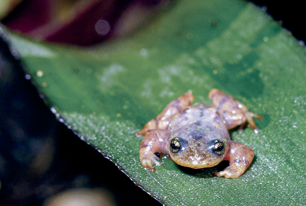 Em uma foto panorâmica horizontal, um sapinho marrom-claro com olhos grandes e brilhantes está sentado sobre uma folha verde no lado direito da imagem. A folha parece texturizada, como se estivesse coberta de pequenas gotas de orvalho. O fundo, que ocupa todo o lado esquerdo, está muito escuro e desfocado, com tons de verde e roxo.