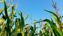 Novo centro voltado para pesquisa sobre etanol quer incentivar produção de milho em São Paulo