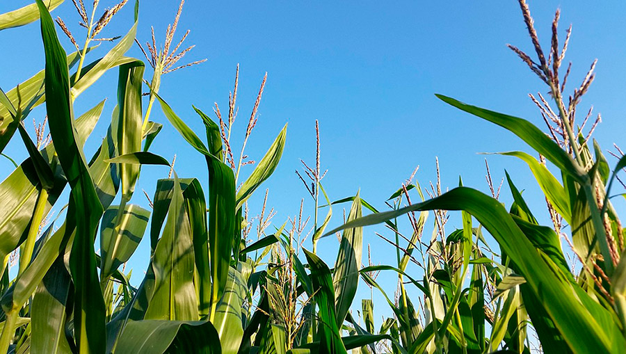 O potencial do milho como matéria-prima para a produção de etanol no estado de São Paulo é o foco do CCD Etanol