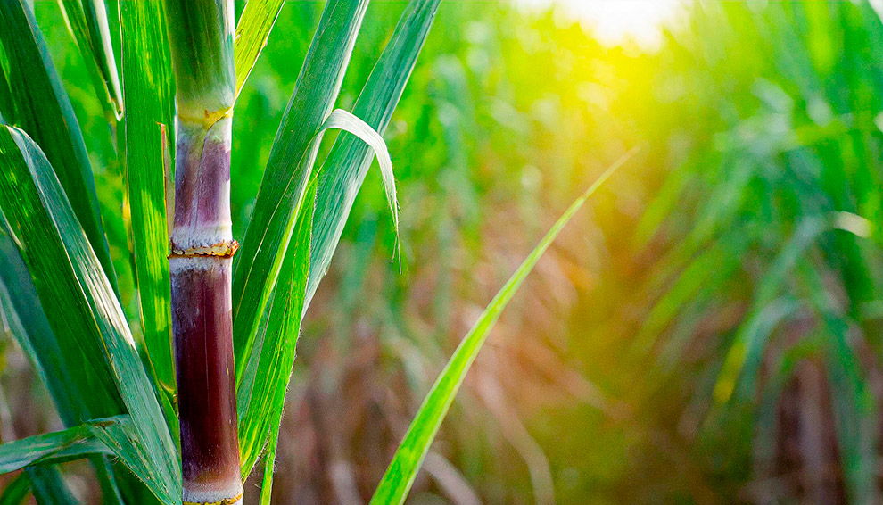 O coordenador do CCD Etanol Luiz Cortez afirma que a melhor fórmula é unir os dois, cana e milho