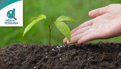 Resíduos da indústria viram fertilizante de ação prolongada