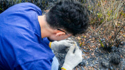 Queimadas frequentes são benéficas para gramíneas do Cerrado, aponta pesquisa da Unicamp