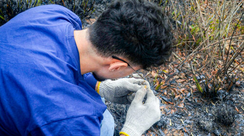 Queimadas frequentes são benéficas para gramíneas do Cerrado, aponta pesquisa da Unicamp