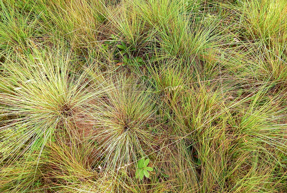As queimadas anuais também elevaram a tolerância ao fogo e a regeneração vegetativa na comunidade de gramíneas, o que aumentou sua resiliência