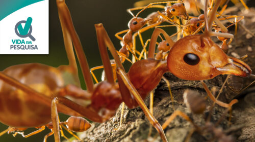 Desaparecimento de insetos acende alerta global