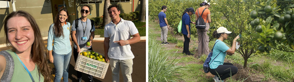 O projeto envolveu três linhas de pesquisa para doenças de plantas cítricas como o greening