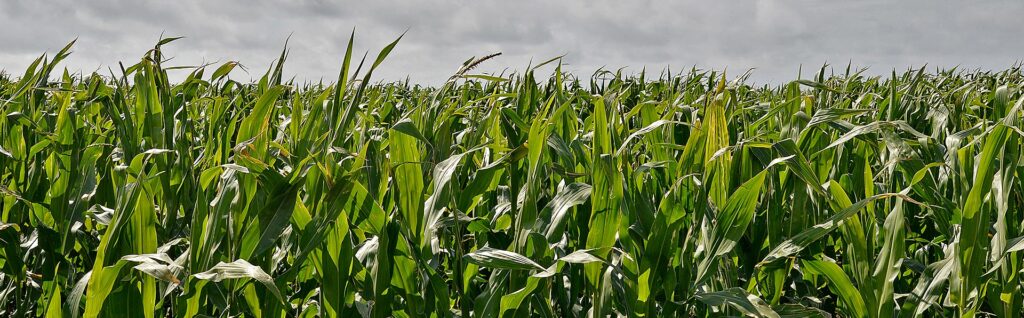 Usado há quase meio século nas lavouras brasileiras de milho, soja e cana de açúcar, o herbicida Atrazina foi considerado cancerígeno
