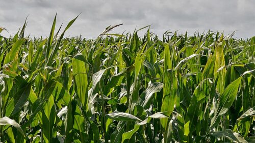 Estudo mundial reclassifica herbicida atrazina como cancerígeno