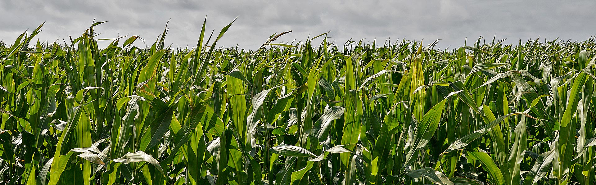 Estudo mundial reclassifica herbicida atrazina como cancerígeno