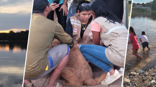 Expedição na Amazônia investiga a disseminação de vírus emergentes e reemergentes