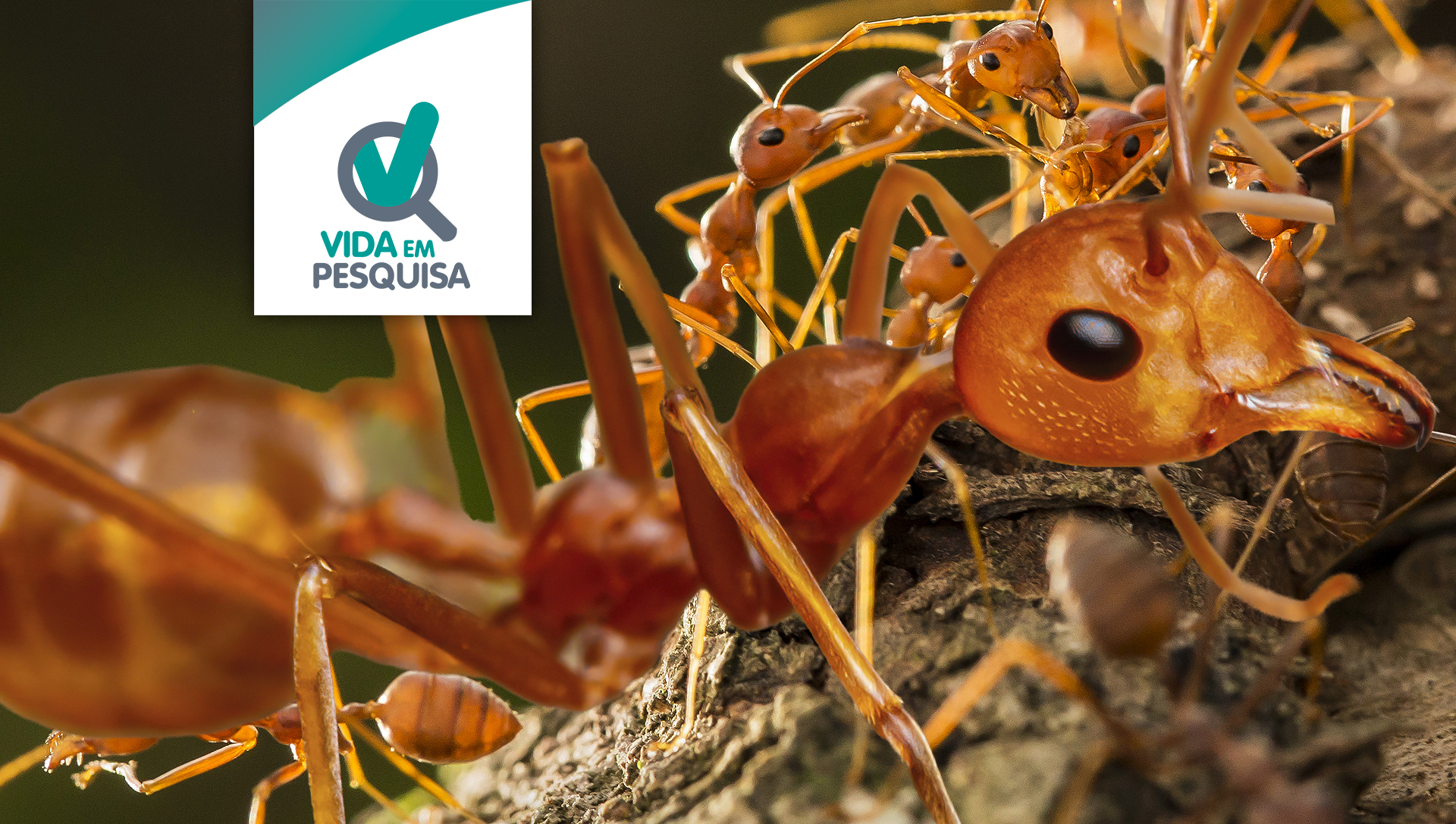 Grupo de pesquisadores consruiu uma linha do tempo para entender as causas do declínio