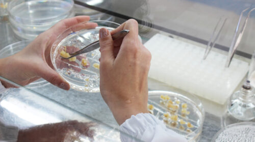 Técnica pode reduzir em até 90% tempo e custo de criação de linhagens de milho