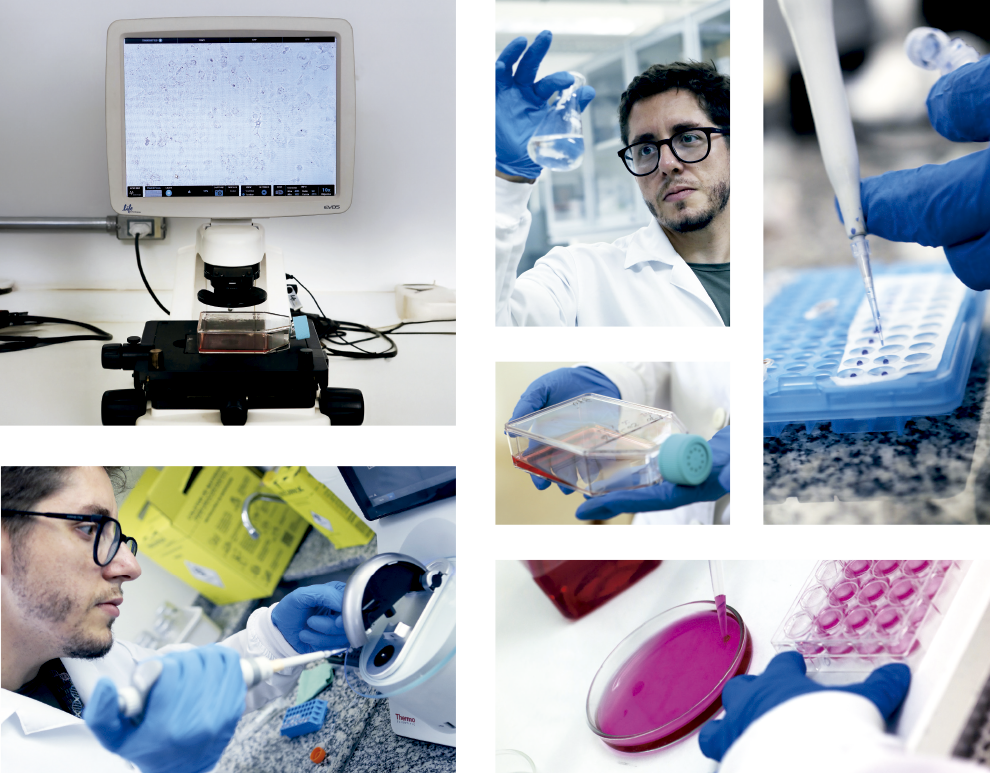 Esta colagem de seis fotografias retrata um ambiente de laboratório biológico, com foco em processos de cultura celular e análise microscópica. As imagens mostram um pesquisador de jaleco branco, óculos e luvas azuis manipulando frascos de cultura com meio líquido avermelhado, utilizando pipetas de precisão para transferir amostras em placas de múltiplos poços e observando resultados em um microscópio digital moderno, que exibe células em um monitor. O conjunto visual enfatiza o rigor técnico e a precisão científica, utilizando uma paleta de cores dominada pelo branco do laboratório, o azul das luvas e o rosa/magenta das soluções químicas.