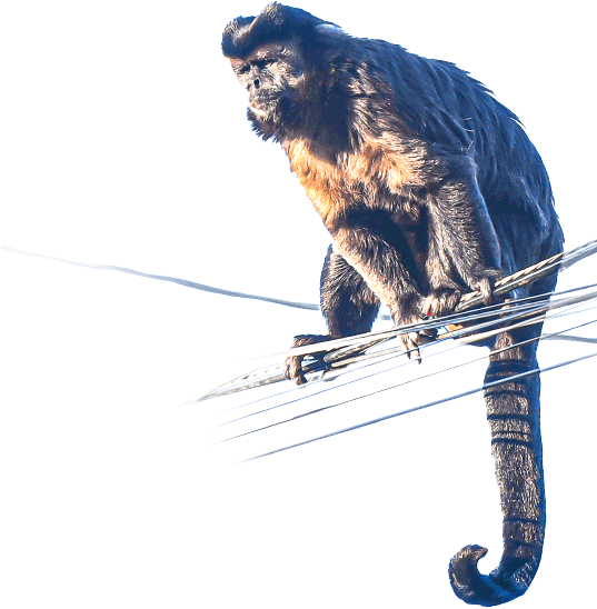 Macaco com pelagem marrom e preta sentado sobre fios de eletricidade contra fundo branco, com cauda enrolada para baixo e corpo inclinado para frente.